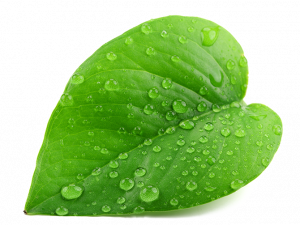 green leaf, water droplets, nature close-up, botanical beauty, Leaf PNG