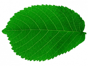 green leaf, botanical element, foliage, plant life, Leaf PNG