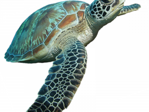 Turtle PNG Download Image