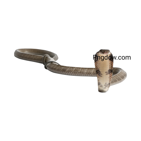 Cobra Png image with transparent background for free, Cobra, (4)