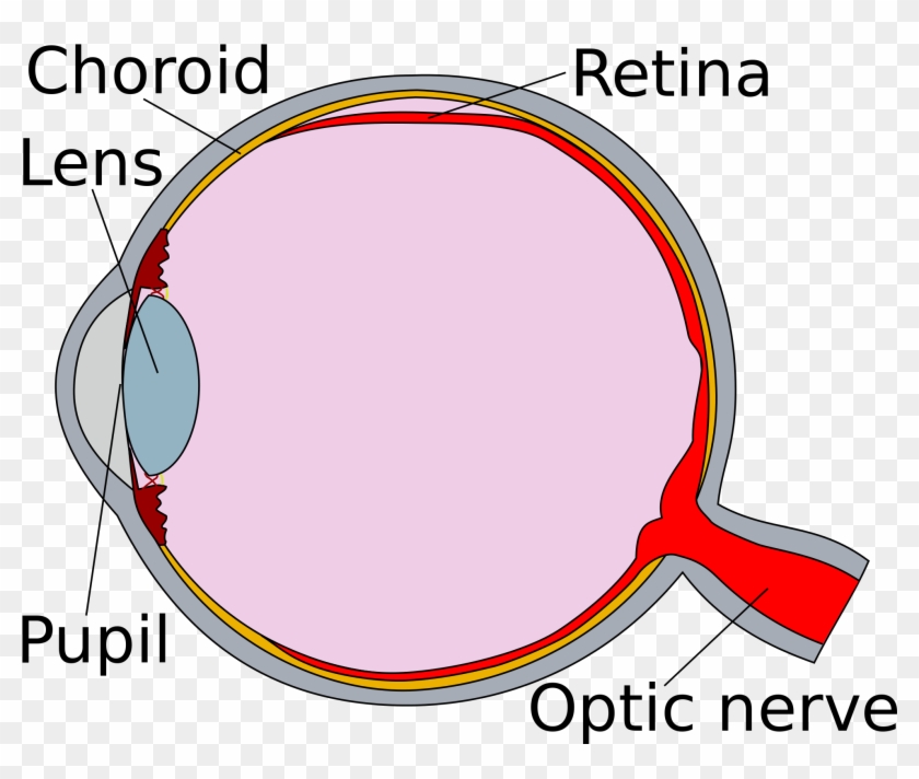 Eye Clipart Human Eye - Diagram Of The Eye Retina, HD Png Download ...