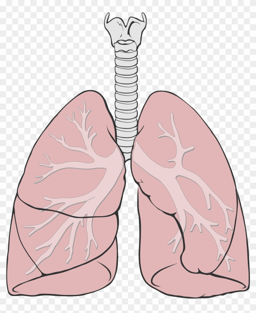 Human Lungs Diagram