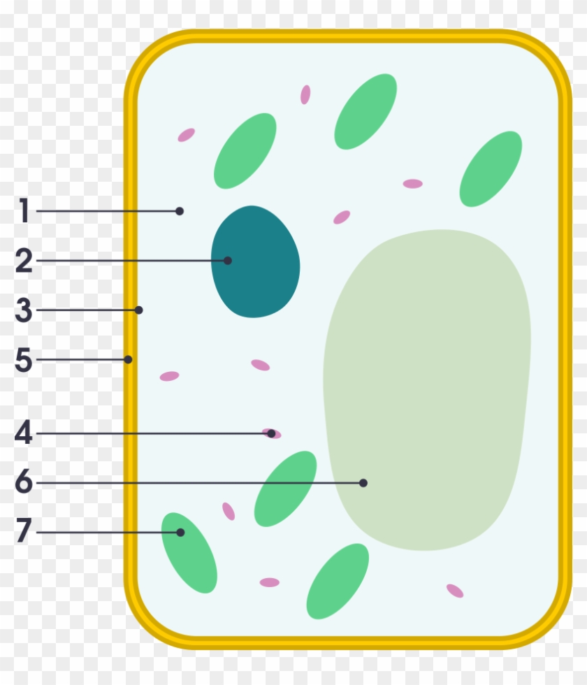 Simple Plant Cell Structure