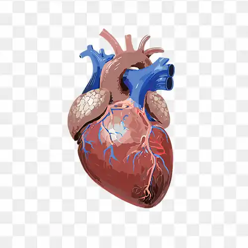 The Human heart organ transparent png