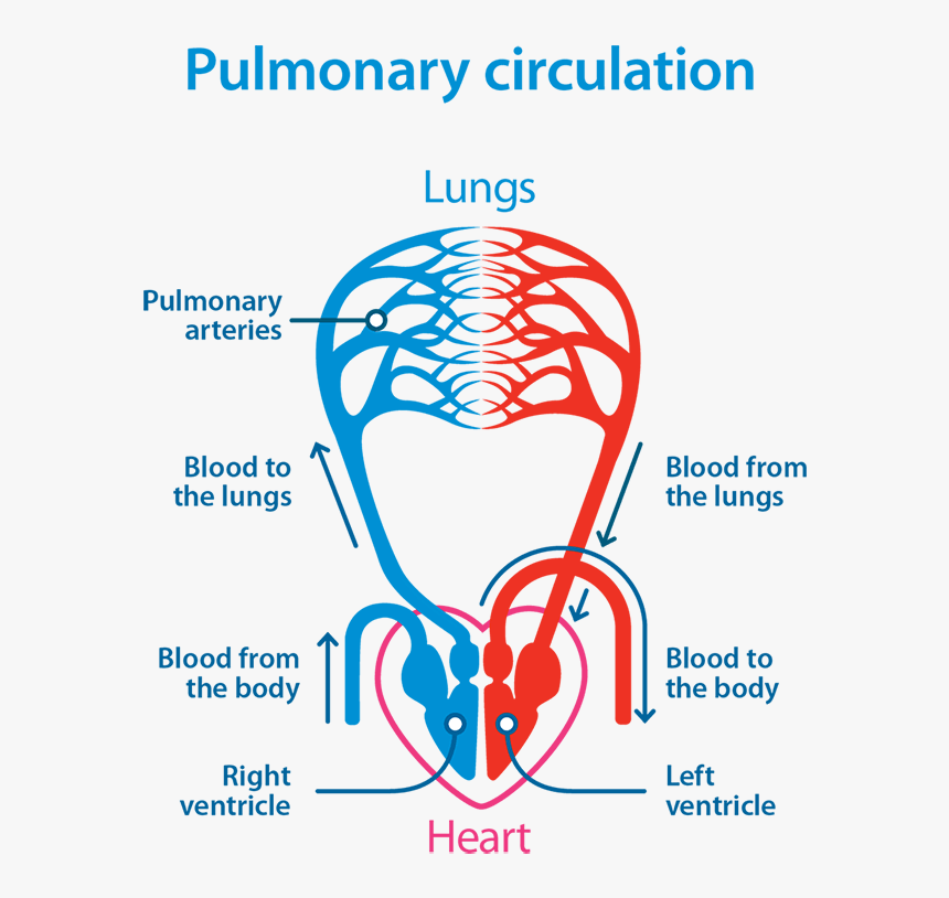 Simple Schematic Diagram Of General Circulation Circulatory System ...