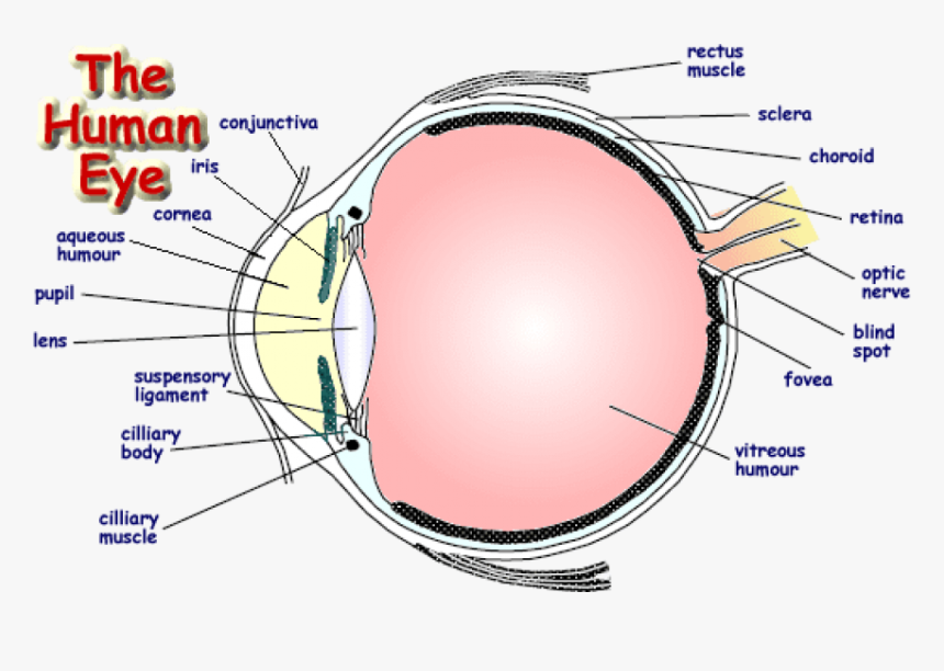 The Human Eye Diagram Coms Download Scientific Diagram