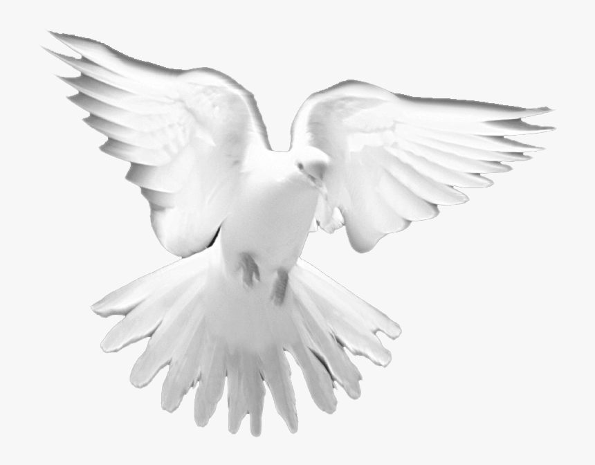 Holy Spirit White Dove Png - Choose from over a million free vectors ...