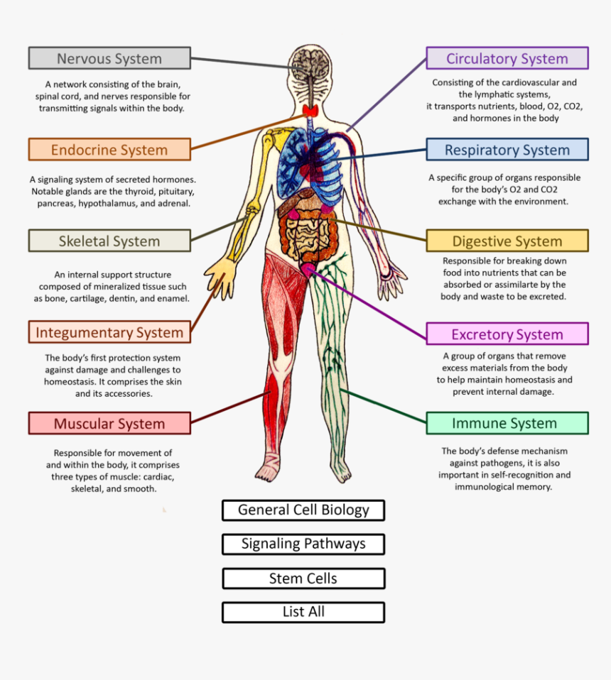 Human Body Systems Diagram Worksheets - Free Printable Worksheet