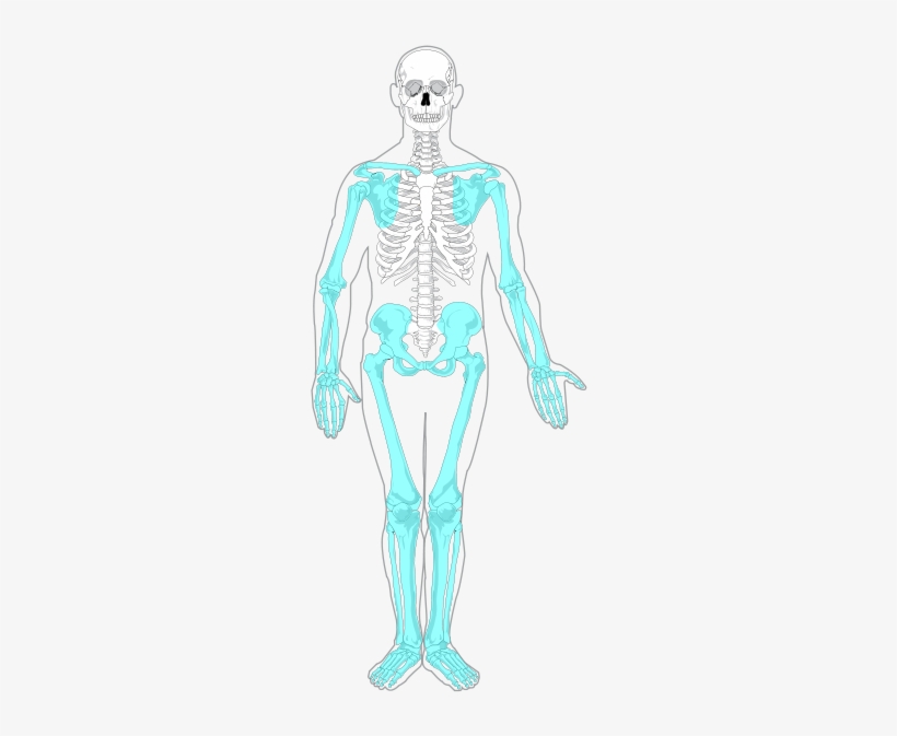 Axial And Appendicular Skeleton Labeling