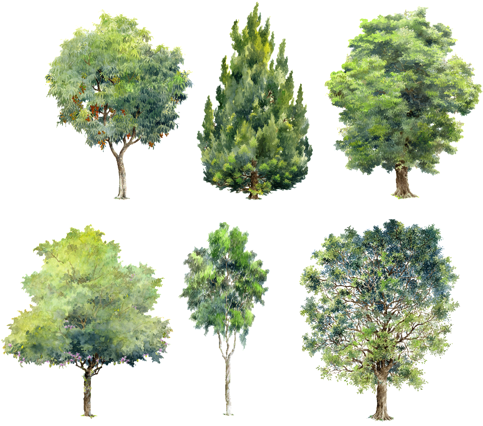 Watercolor Trees Watercolor Clipart Green Hand Painted Png | The Best ...