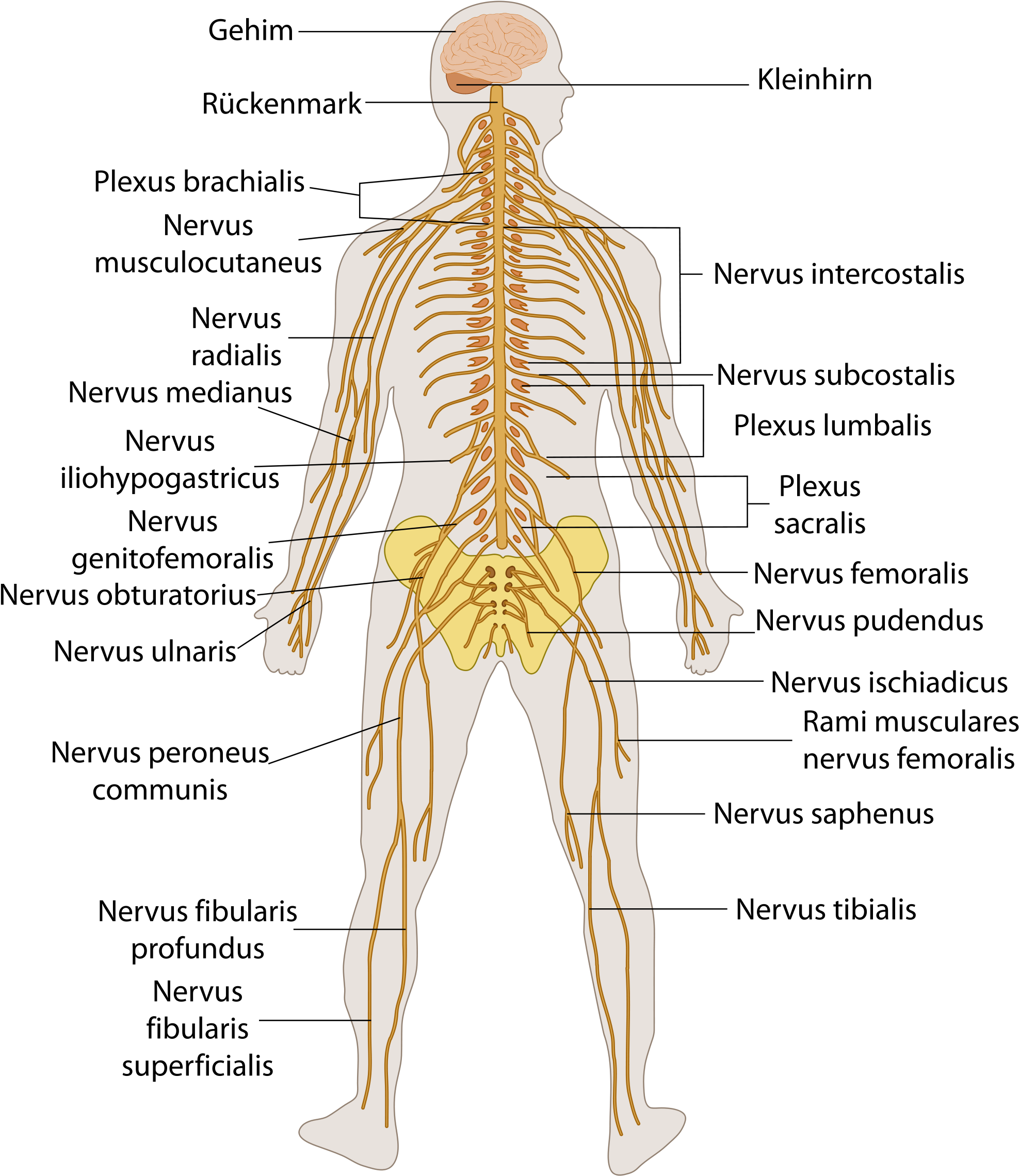 Autonomic Nervous System Spinal Cord Human Body Verte - vrogue.co