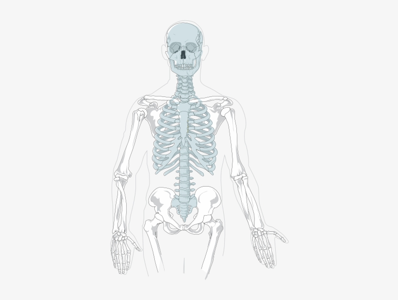 Skeleton Clipart Human Biology Axial Skeleton No Labels X Png | The ...