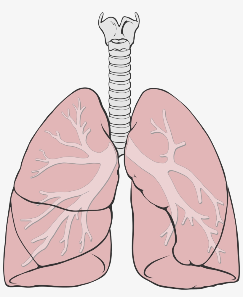 Lung Diagram Lungs Image Simple Lungs Diagram Basic Anatomy And Sexiz ...