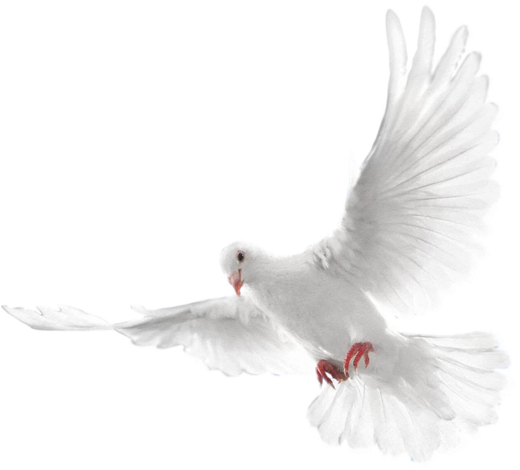 Holy Spirit Dove SVG