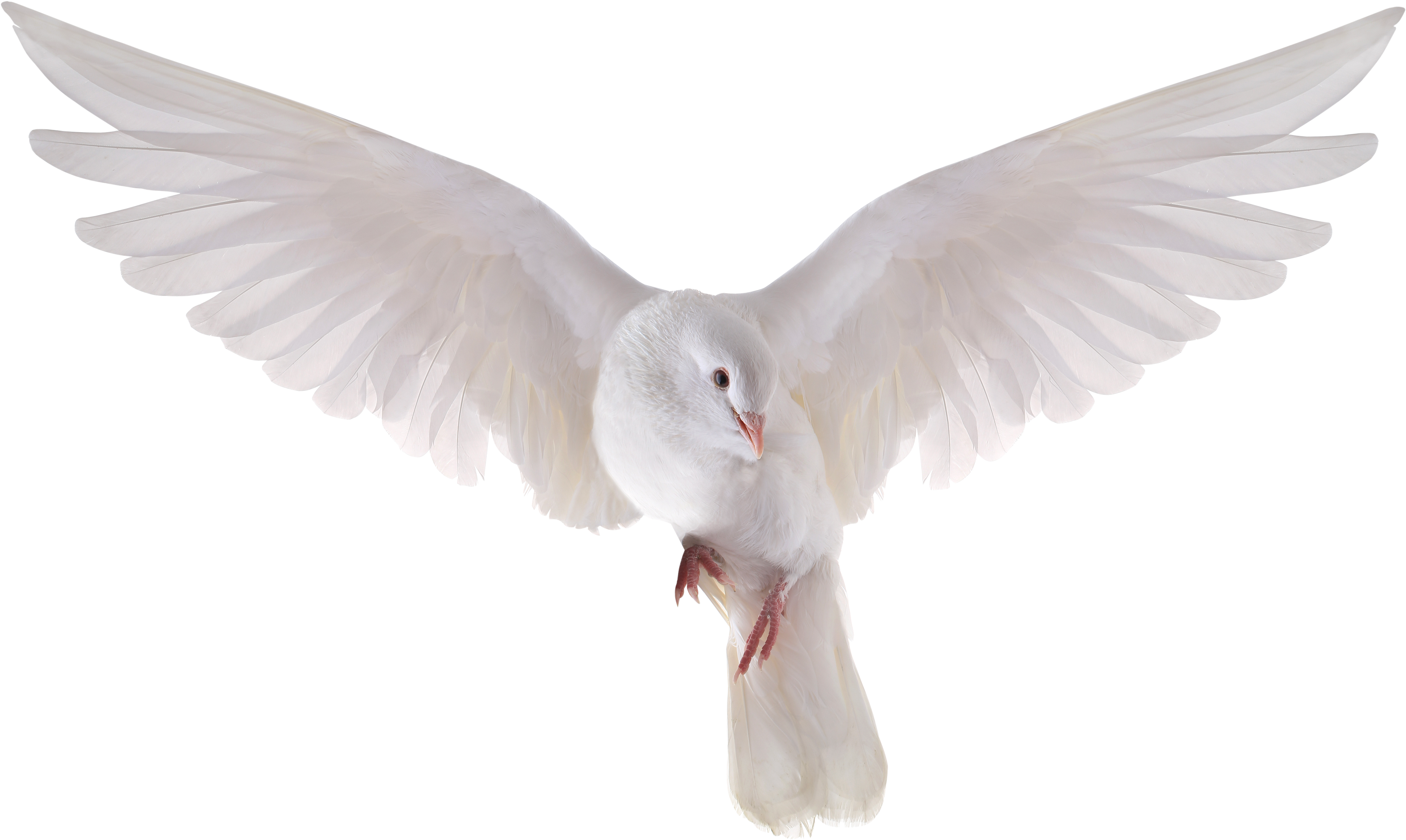 Holy Spirit Dove Png White Doves Flying Png Image With Transparent ...