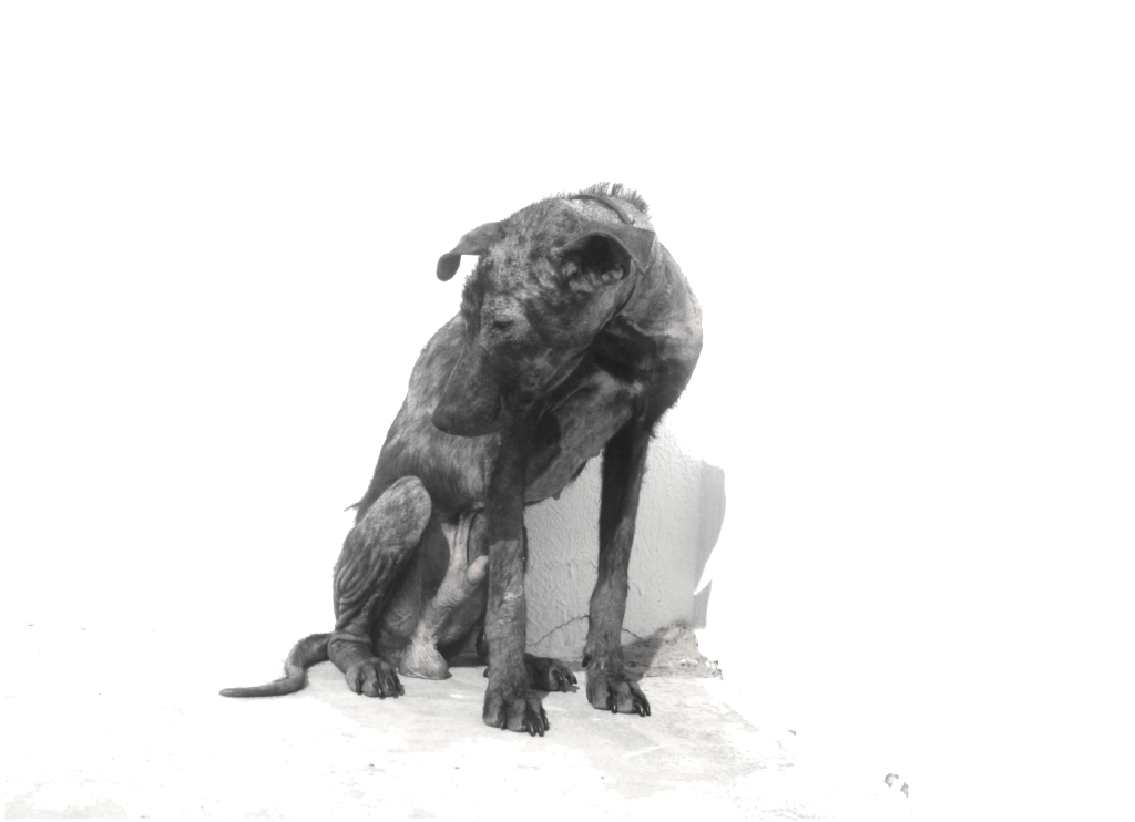 Dog Image, Art, Illustration Transparent