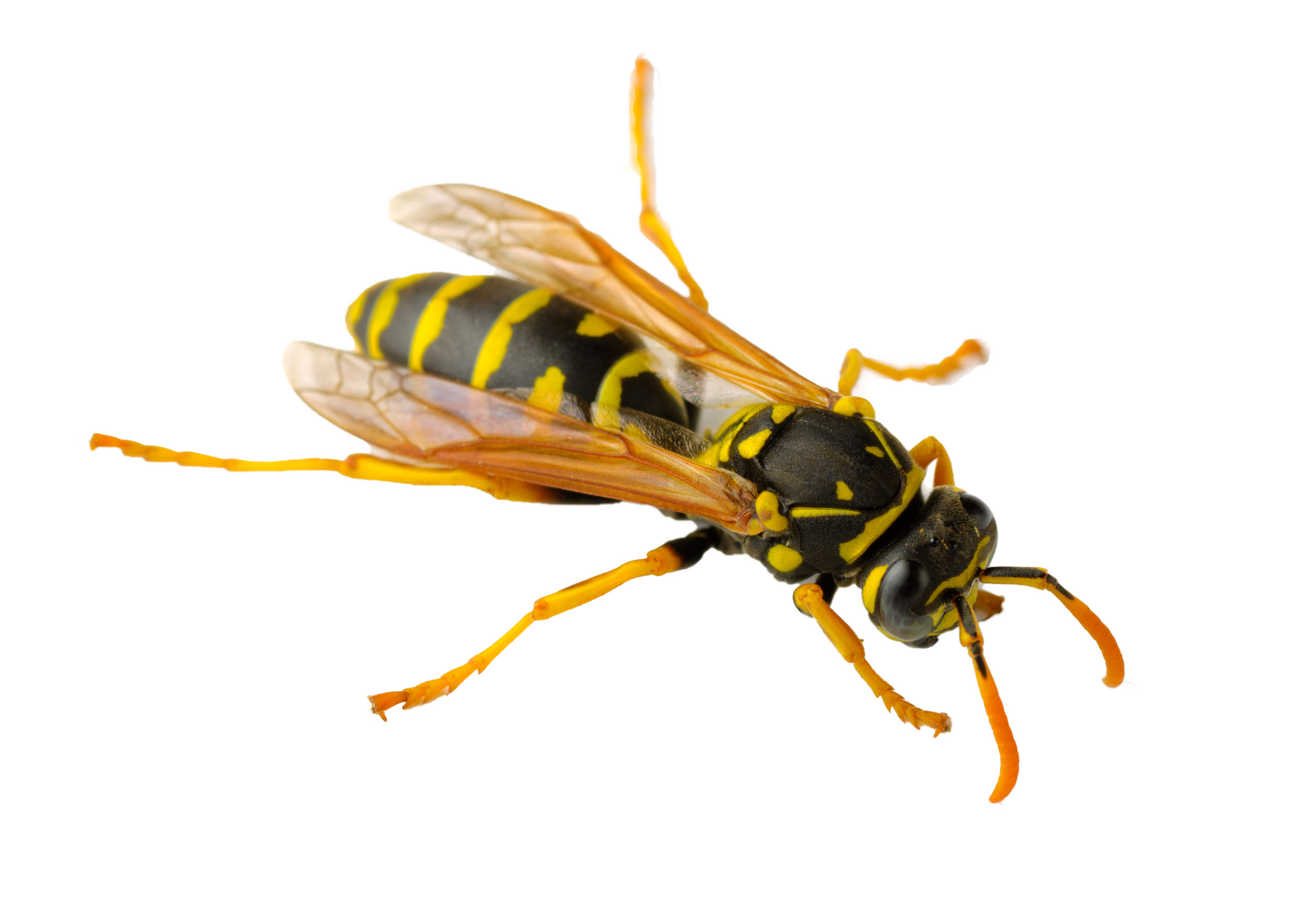 Wasp insecte PNG fond clip art | PNG Play