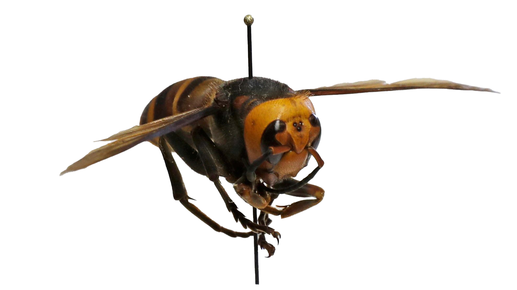 Wasp Serangga PNG images HD | PNG Play