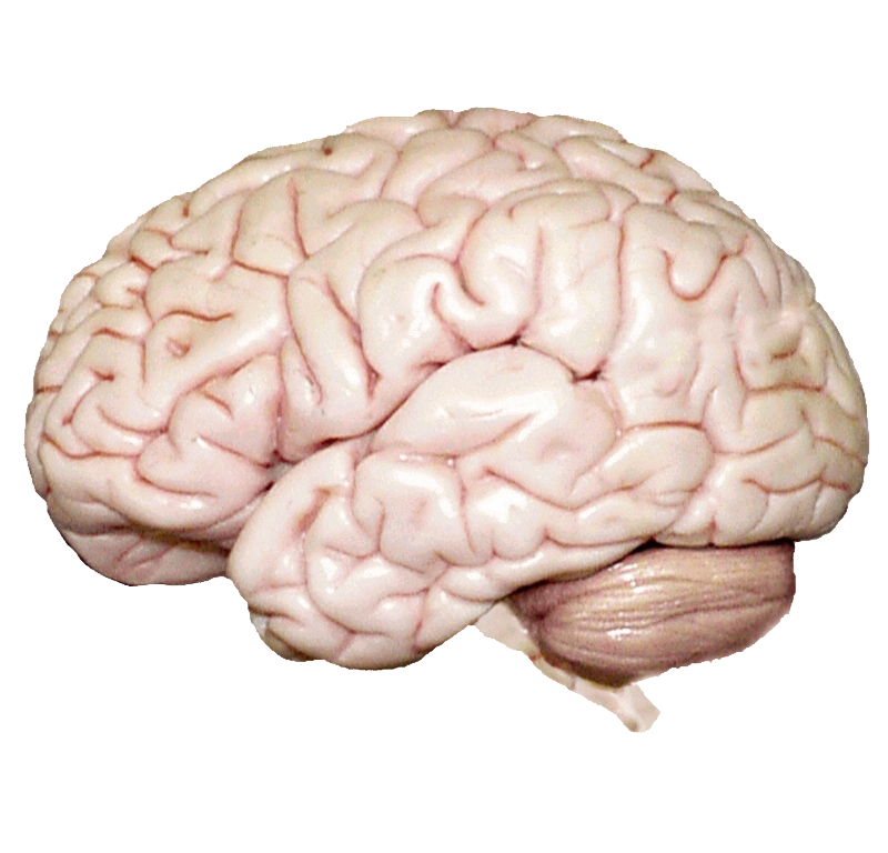 Brain Art, Neuroscience Visual, Mind Concept PNG