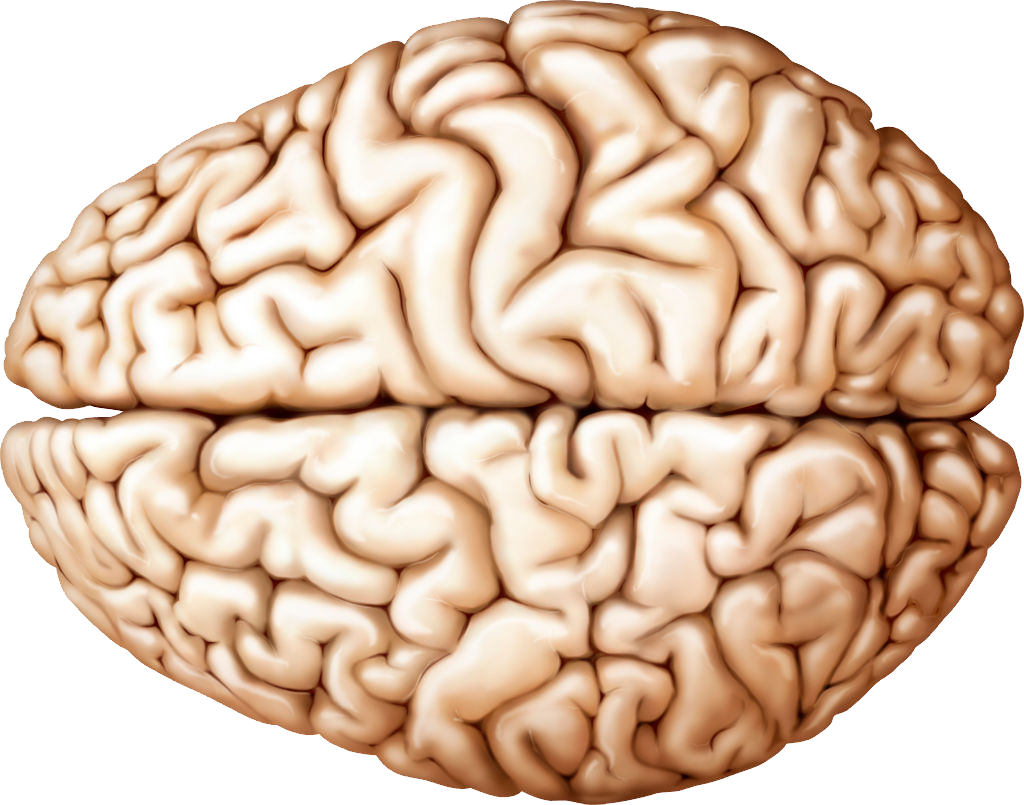 Brain Icon, Vector, Outline Transparent PNG