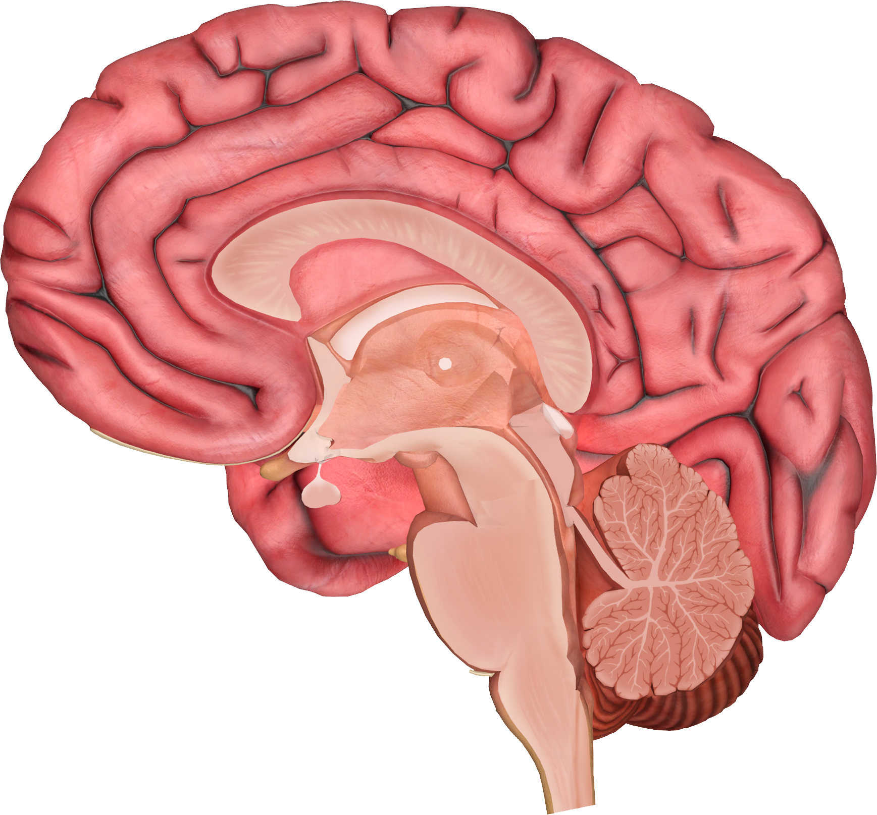 Brain Icon, Symbol, Graphic Transparent