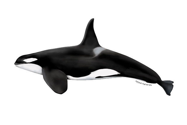 Orca, Marine, Wildlife Transparent PNG