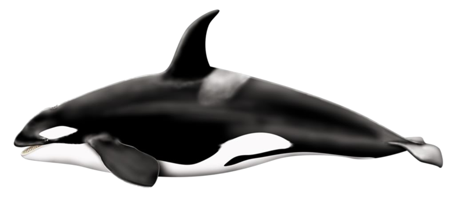 Orca Art, Image, Visual PNG