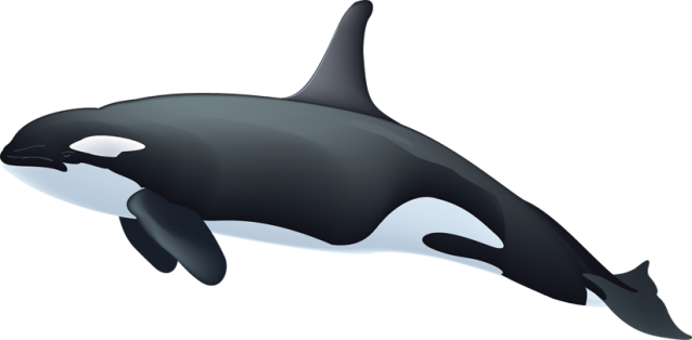 Orca Art, Visuals, Graphics Transparent