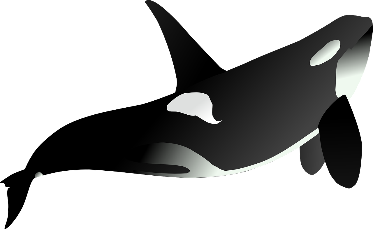 Orca Image, Artwork, Visual PNG Image