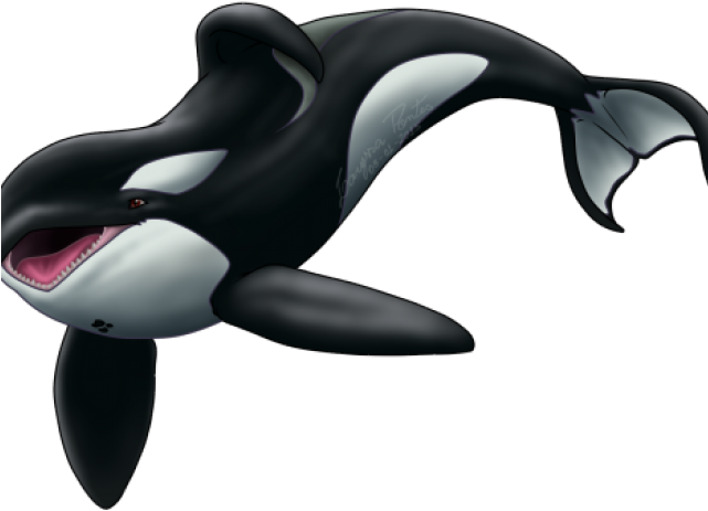 Orca Images, Artwork, Visuals PNG Image