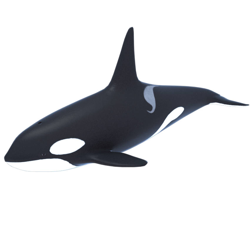 Orca Image, Artwork, Visual Transparent