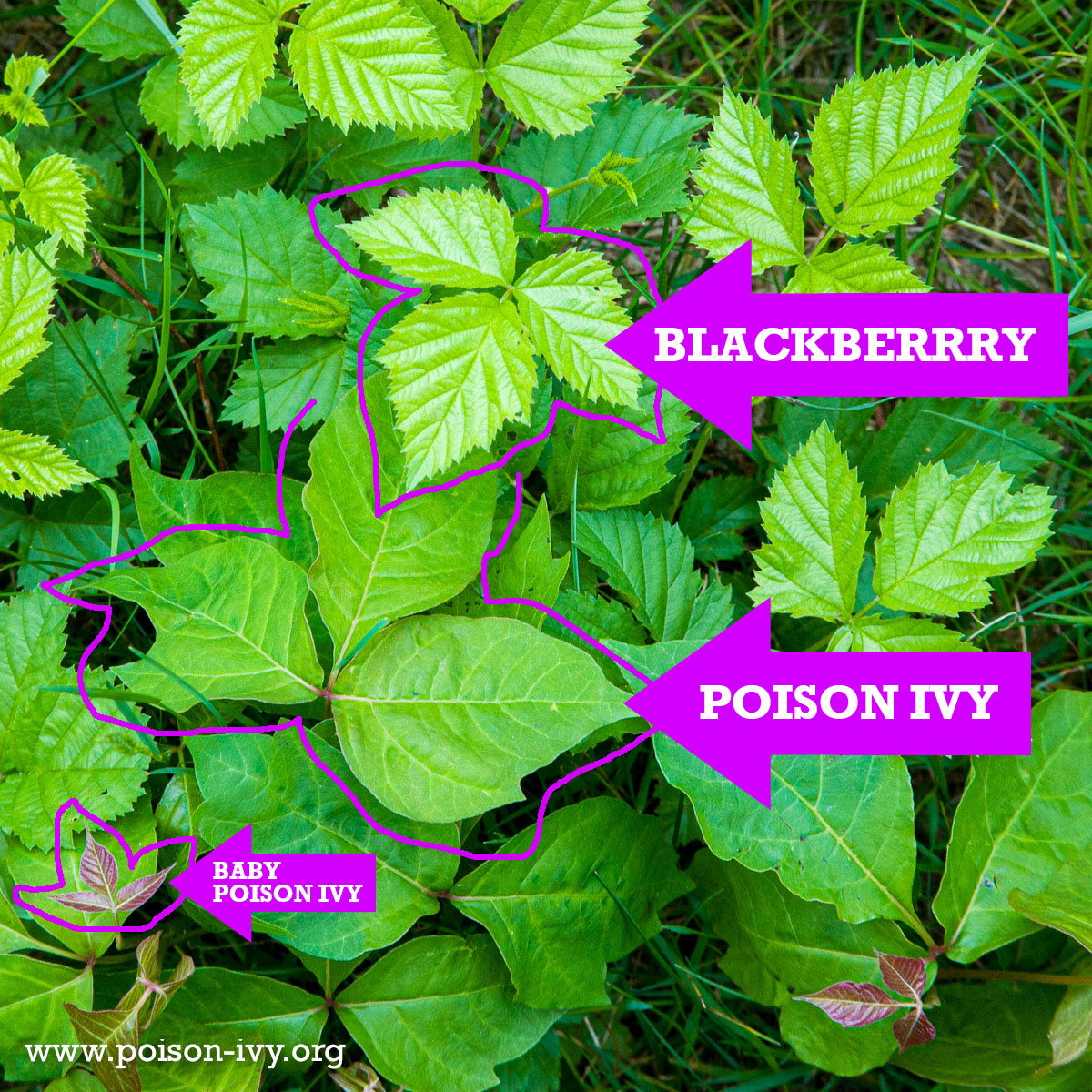 Poison Ivy Leaves