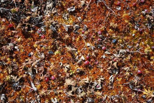 Tundra plants