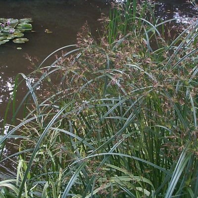 Dark green ornamental grass