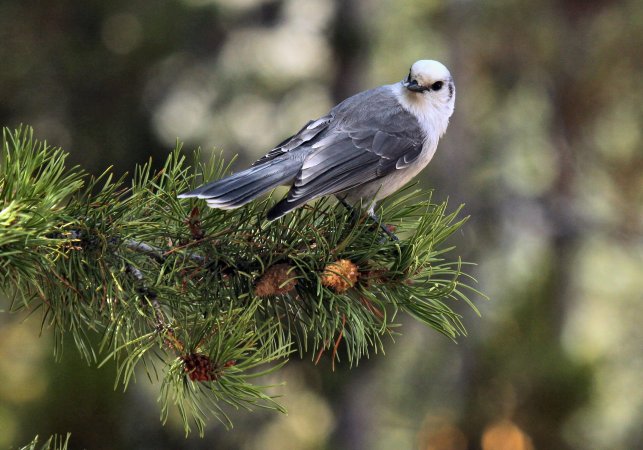 The embattled campaign for Canada’s national bird