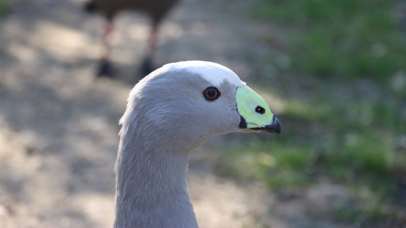 greylag goose