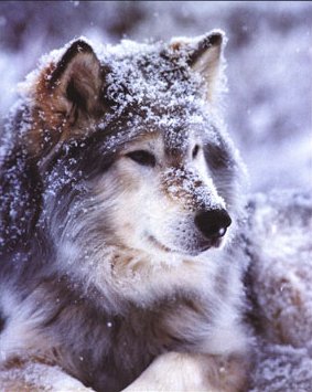 TIL Dogs originated from Middle East wolves : r/todayilearned