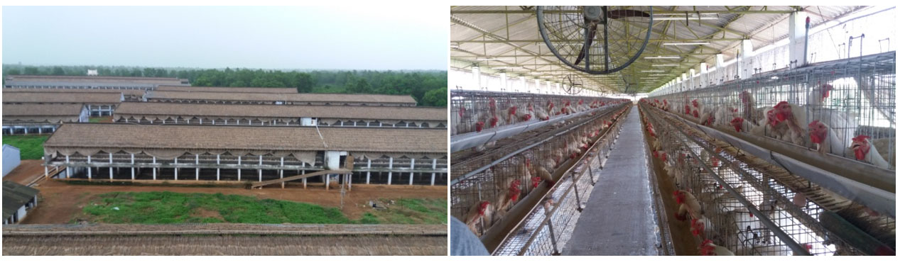 Broiler farm