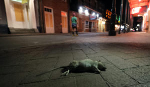 A dead rodent lies on the sidewalk as a lone passerby walks up Bourbon Street, normally bustling with tourists and revelers, in New Orleans, Monday, March 23, 2020. (AP Photo/Gerald Herbert)