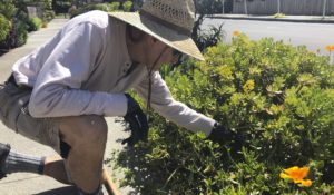 In this March 20, 2020 photo, Larry Friedman weeds his garden in Santa Cruz, Calif. Shelter in place orders to prevent the spread of coronavirus coincided with beautiful weather, and gardeners are using their newfound free time to plant and tend their flowers and vegetables. (AP Photo/Martha Mendoza)