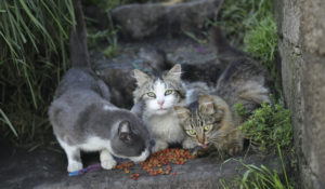 Cats eat food left behind by urban animal, a department of the municipality, during social isolation to prevent the spread of the coronavirus COVID-19 in Quito, Ecuador, Wednesday, April 22, 2020. (AP Photo/Dolores Ochoa)