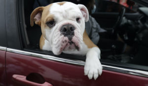 Zeus looks out of the car window as his owner picks up pet food at a Miami-Dade  pet food bank. Veterinarians have seen increased demand during the pandemic. (AP Photo/Wilfredo Lee)