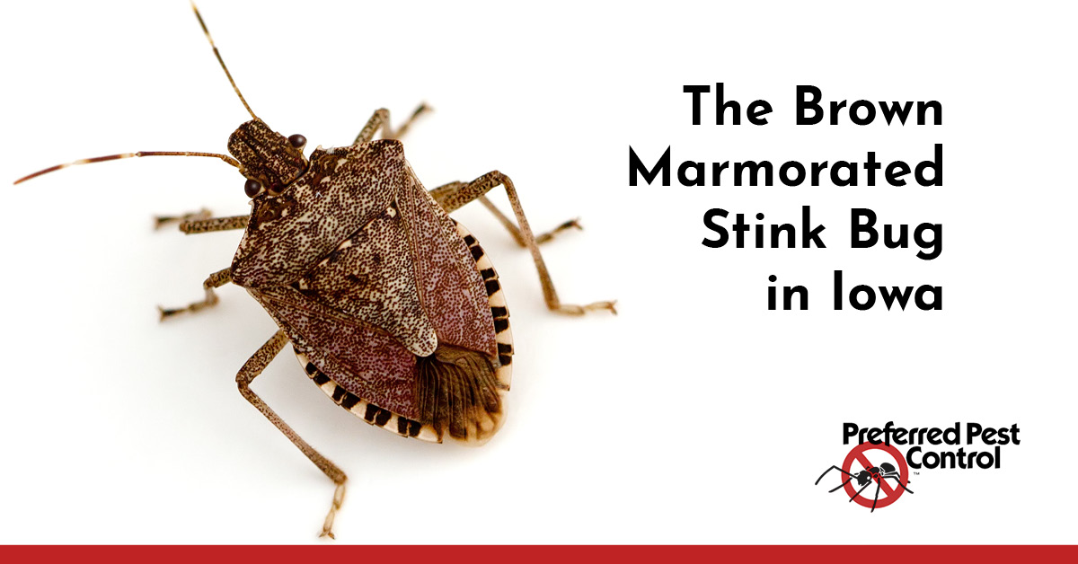 brown-marmorated-stink-bug