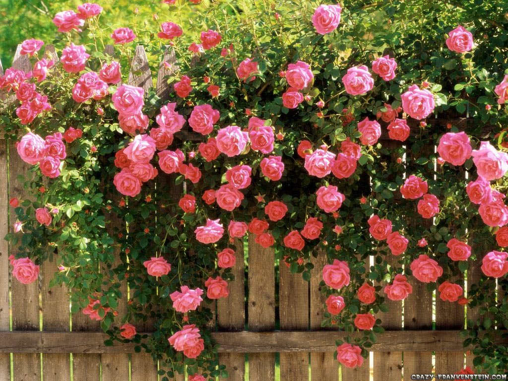 Rose Bushes for Sale in Fort Worth – Premier Nursery - Premier ...