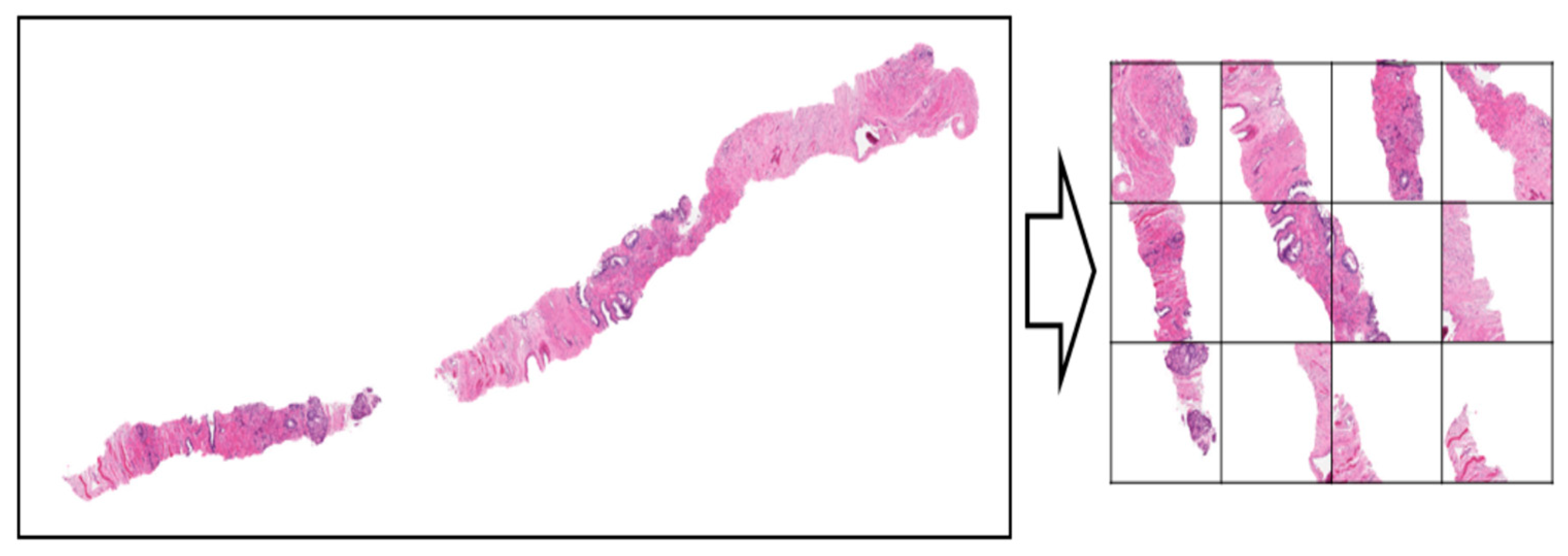 Preprints 98989 g021