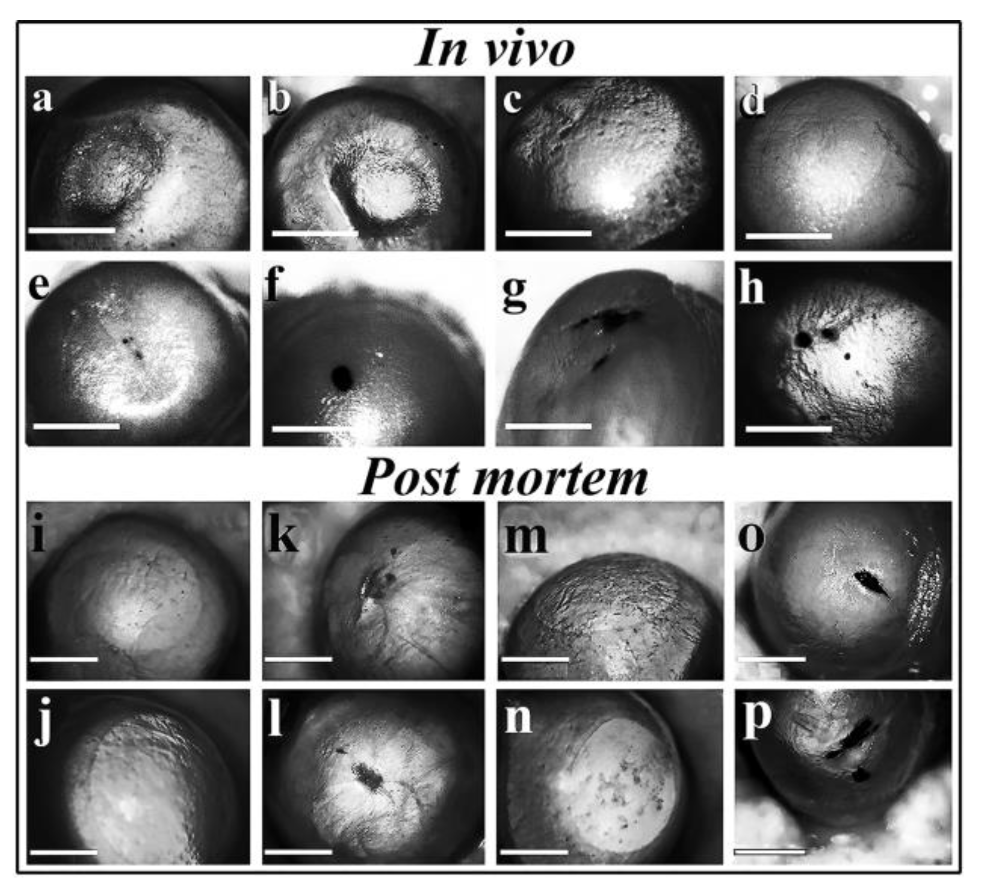 Preprints 71769 g007