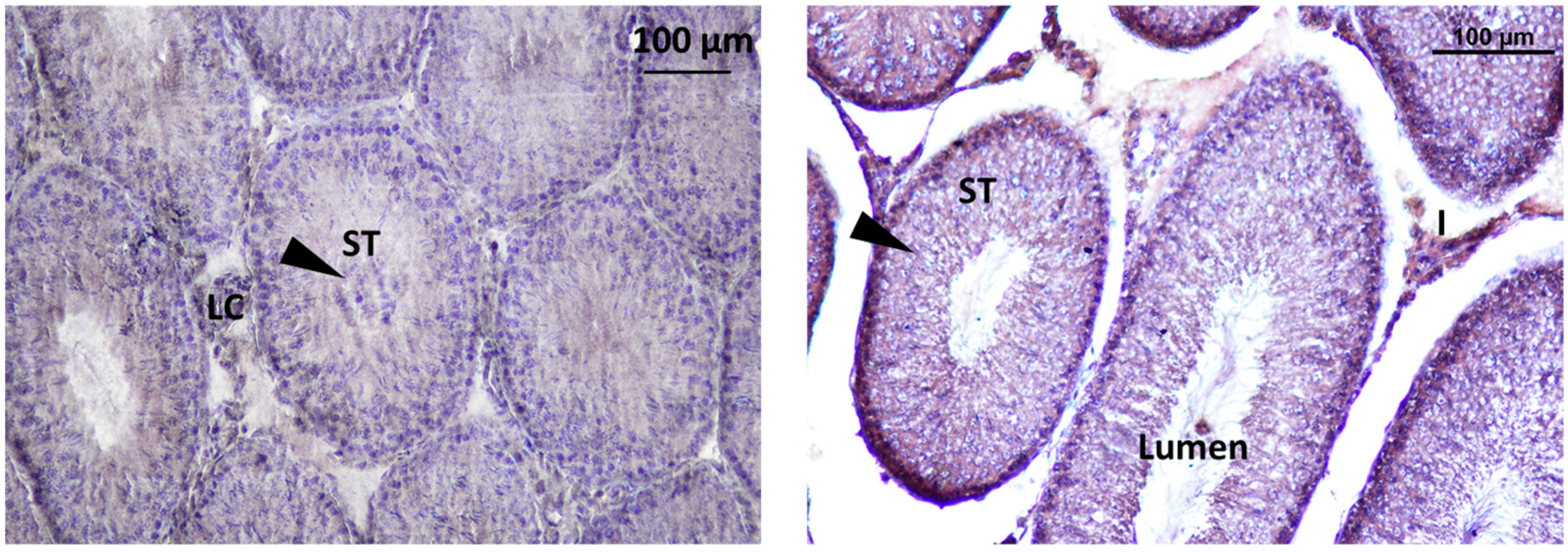 Preprints 83219 g012