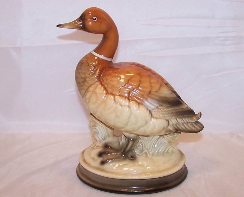 Ringneck Duck with Flipped Tail, Himark, Japan