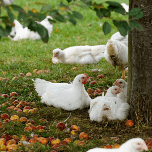 organic chicken