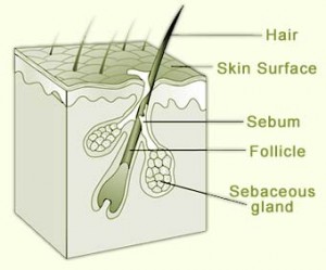 Sebaceous Glands - Location, Functions and Pictures